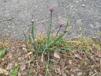 Urban biodiversity