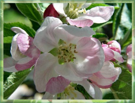 Láminas de flores 3 - flor del manzano