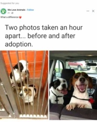 Dogs going home