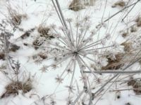Snow Flower
