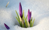 Spring Is Coming!
