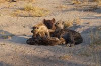 Hyena mother with cubs