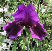 Another New Iris (large)