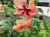 Hibiscus flower