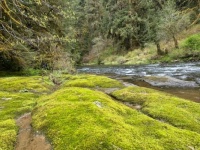 Green moss next to Drift Creek.