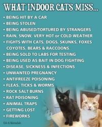 What indoor cats miss...