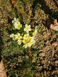 Beautiful flowers - Schöne Blumen