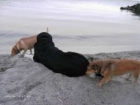 Ist das wirklich ein Hund?