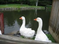 Fly Creek Cider Mill  Residents