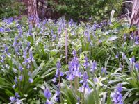 Phyllis' bluebells - for Micky