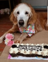 Oldest living Golden Retriever