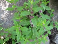 Mint (Mentha arvensis)