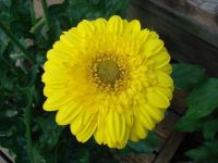 Gerbera Daisy 1