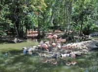 Flamingos at the Denver Zoo.
