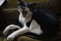 kitty yawn