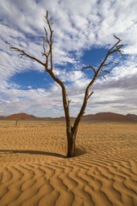 Dead Tree in Namibia