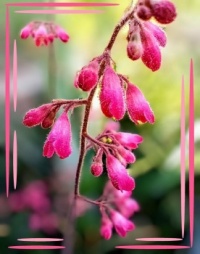 🌿💗Now blooming💗🌿