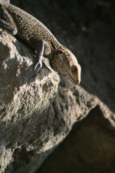 💦🐸🗻 Lizards in Nepal 🗻🐸💦