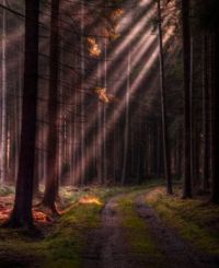 Forest, Czech Republic