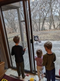 They are fascinated by the turkey