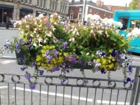 Flowers in town 2
