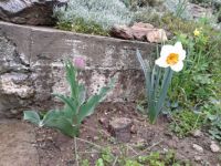 Daffodil and tulip