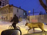 Never seen a guy taking his reindeer for a walk before?