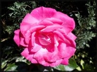 My OneBlossom Rose