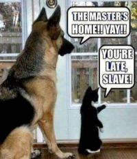 Differents between dog and cat !