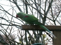 New visitor at Our bird restaurant!