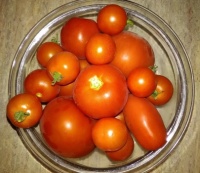 Tomatoes 2022