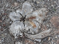 FLOWER-TREE- STUMP