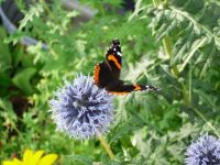 globe thistle &butterfly
