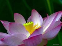 LOTUS BLOSSOM AT GREEN SPRINGS GARDEN PARK