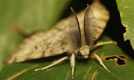 Gyspy Moth - male.