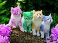colorful kitties