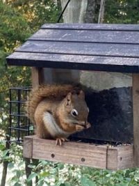 Squirrel on bird feeder