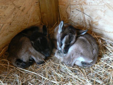 2 Sleeping Baby Goats