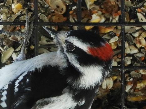 Downy woodpecker at our feeder