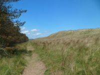Scotland: Kinnaber Woods (behind Montrose Beach)