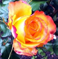 Rose JENNIFER ANN STENTON