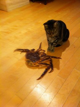 cat vs crab