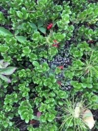 Dew on a Web in the Kinnikinnick Berries
