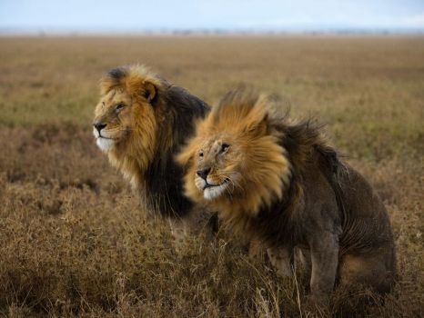 lion-pair-nichols