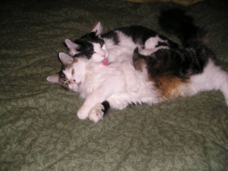 Brandee and Smokey cuddling