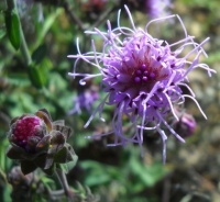 Wildflower