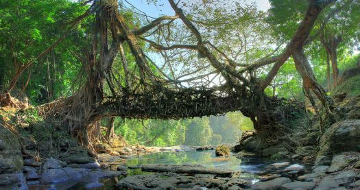 live root bridge - India