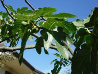 Fig tree, Udine, Italy :)