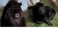 Black Lion