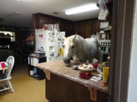 FURY  the stallion  in the kitchen